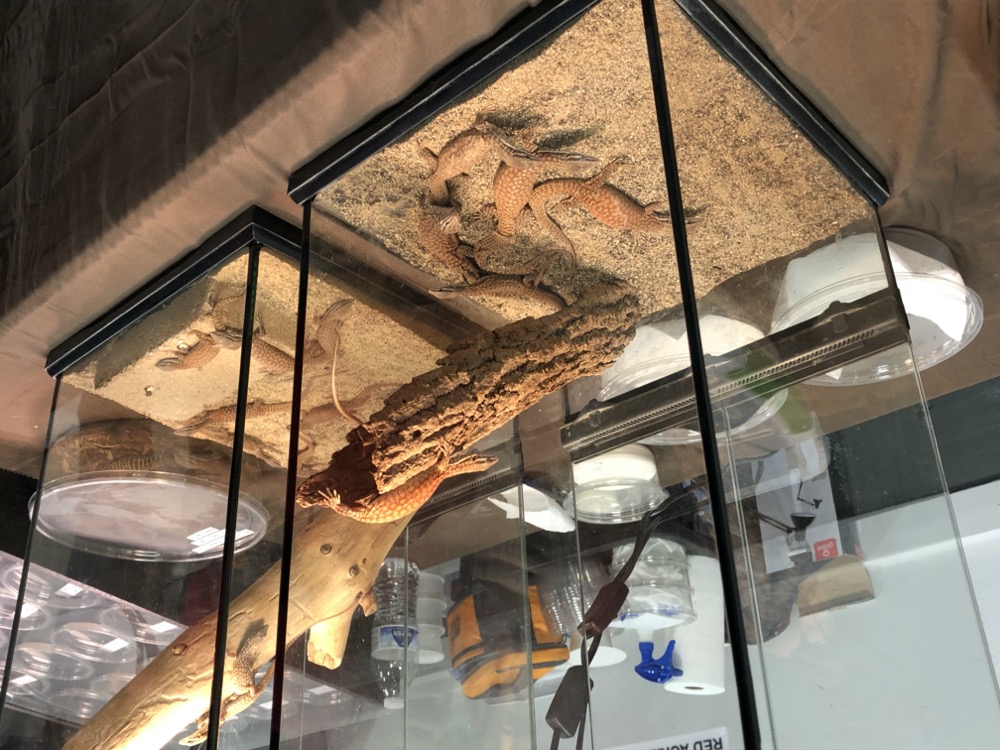 to the Midwest Reptile Show, Indianapolis, Indiana Home